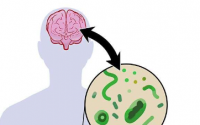 新研究将肠道微生物组置于帕金森病发病机制的中心