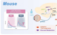 研究人员揭示了光代谢调节的神经机制