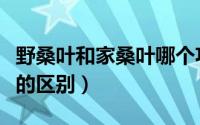 野桑叶和家桑叶哪个功效好（野桑叶和家桑叶的区别）