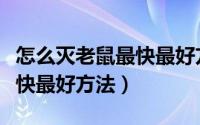 怎么灭老鼠最快最好方法视频（怎么灭老鼠最快最好方法）