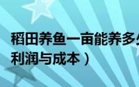 稻田养鱼一亩能养多少鱼（稻田养黄骨鱼一亩利润与成本）