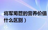 将军菊苣的营养价值（将军菊苣与普通菊苣有什么区别）