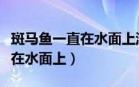 斑马鱼一直在水面上游（荧光斑马鱼为什么总在水面上）