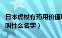 日本虎杖有药用价值吗（日本虎杖植物在中国叫什么名字）