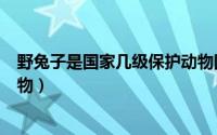 野兔子是国家几级保护动物图片（野兔子是国家几级保护动物）