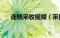 连翘采收视频（采摘连翘最新的方法）