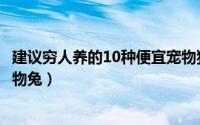 建议穷人养的10种便宜宠物狗粮（建议穷人养的10种便宜宠物兔）