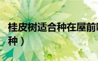 桂皮树适合种在屋前吗（桂皮树适合什么地方种）