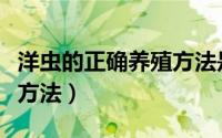 洋虫的正确养殖方法是什么（洋虫的正确养殖方法）