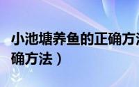 小池塘养鱼的正确方法图片（小池塘养鱼的正确方法）