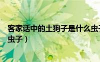 客家话中的土狗子是什么虫子呢（客家话中的土狗子是什么虫子）