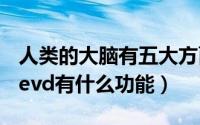 人类的大脑有五大方面的功能都有什么功能（evd有什么功能）