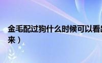 金毛配过狗什么时候可以看出来（金毛配对什么时候能看出来）