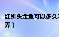 红狮头金鱼可以多久不喂食（红狮头金鱼怎么养）