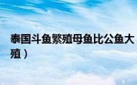 泰国斗鱼繁殖母鱼比公鱼大（泰国斗鱼母鱼只有一条怎么繁殖）