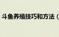 斗鱼养殖技巧和方法（野生斗鱼的养殖方法）