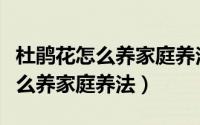 杜鹃花怎么养家庭养法和注意事情（杜鹃花怎么养家庭养法）