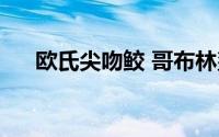 欧氏尖吻鲛 哥布林鲨（哥布林鲨原型）