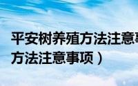 平安树养殖方法注意事项有哪些（平安树养殖方法注意事项）