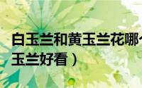 白玉兰和黄玉兰花哪个香（白玉兰好看还是黄玉兰好看）