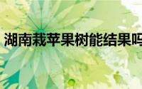 湖南栽苹果树能结果吗（湖南怎么种植苹果）