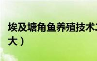 埃及塘角鱼养殖技术二（埃及塘角鱼一年有多大）