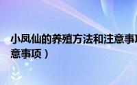 小凤仙的养殖方法和注意事项图片（小凤仙的养殖方法和注意事项）