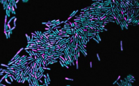 新研究揭示了细菌细胞在分裂前如何组织自身