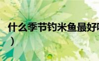 什么季节钓米鱼最好呢（什么季节钓米鱼最好）