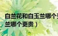 白兰花和白玉兰哪个更贵一点（白兰花和白玉兰哪个更贵）