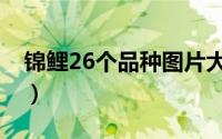 锦鲤26个品种图片大全（锦鲤26个品种图片）