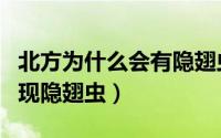 北方为什么会有隐翅虫（北方家里为什么会出现隐翅虫）