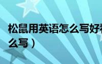 松鼠用英语怎么写好看又漂亮（松鼠用英语怎么写）