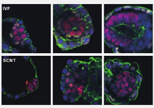 3D体外培养系统揭开克隆胚胎植入发育失败黑匣子
