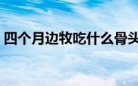 四个月边牧吃什么骨头（四个月边牧吃什么）