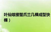 叶仙嫁接蟹爪兰几棵成型快（叶仙嫁接蟹爪兰一盆可以栽几棵）