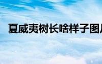 夏威夷树长啥样子图片（夏威夷树长啥样）