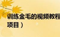 训练金毛的视频教程全集（训练金毛的10个项目）