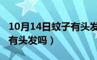 10月14日蚊子有头发吗视频（10月14日蚊子有头发吗）