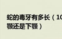 蛇的毒牙有多长（10月14日蛇的毒牙长在上颚还是下颚）