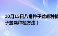 10月15日八角种子盆栽种植方法是什么（10月15日八角种子盆栽种植方法）