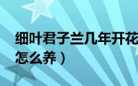 细叶君子兰几年开花（10月16日细叶君子兰怎么养）