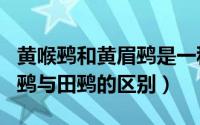 黄喉鹀和黄眉鹀是一种鸟吗?（10月16日黄喉鹀与田鹀的区别）