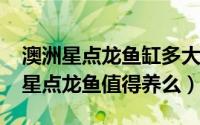 澳洲星点龙鱼缸多大可以养（10月16日澳洲星点龙鱼值得养么）