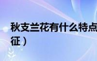 秋支兰花有什么特点（10月17日秋枝兰花特征）