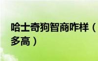 哈士奇狗智商咋样（10月18日哈士奇智商有多高）