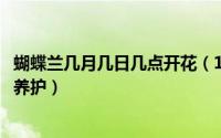 蝴蝶兰几月几日几点开花（10月19日蝴蝶兰的养殖方法四季养护）