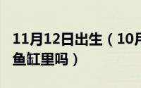 11月12日出生（10月18日生化球可以直接放鱼缸里吗）