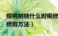 樱桃树枝什么时候修剪（10月19日樱桃树的修剪方法）