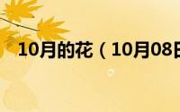 10月的花（10月08日花中皇后是什么花）